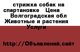 стрижка собак на спартановке › Цена ­ 400 - Волгоградская обл. Животные и растения » Услуги   